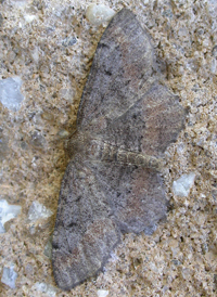 Esther Moth